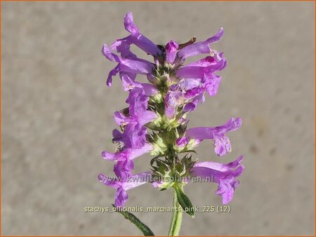 Stachys officinalis 'Marchants Pink'