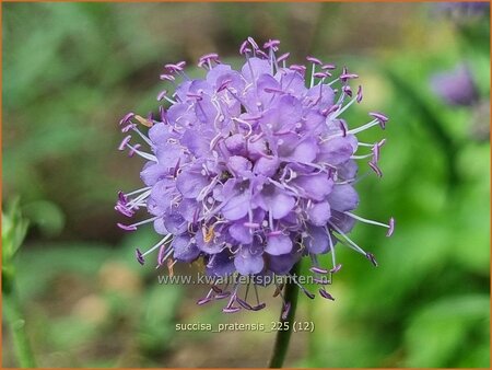 Succisa pratensis