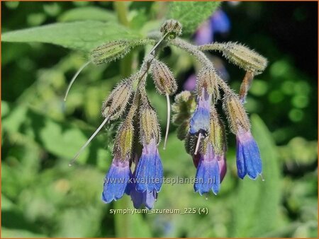 Symphytum azureum