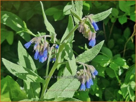 Symphytum azureum