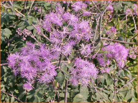 Thalictrum aquilegifolium 'The Cloud'