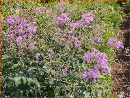 Thalictrum aquilegifolium 'The Cloud'