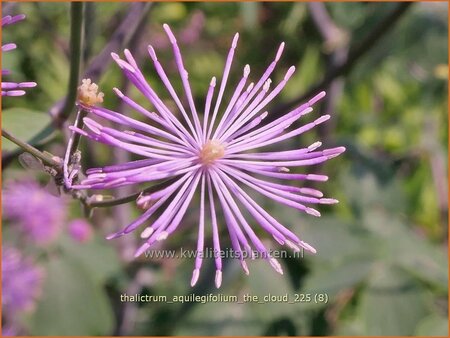 Thalictrum aquilegifolium 'The Cloud'