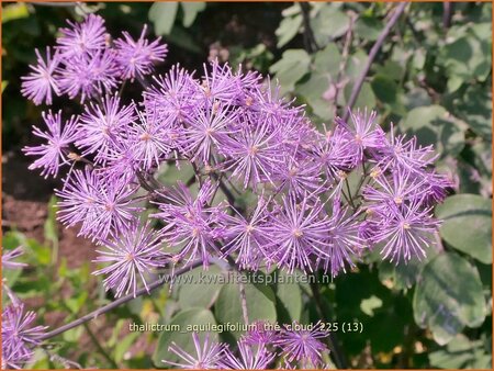 Thalictrum aquilegifolium 'The Cloud'