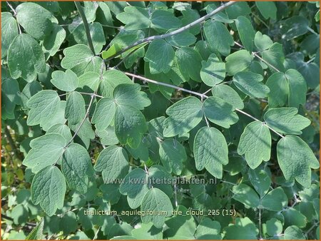 Thalictrum aquilegifolium 'The Cloud'