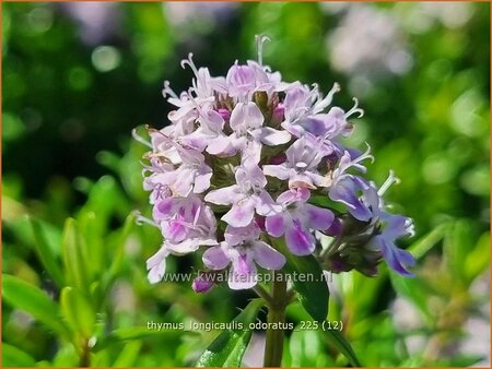 Thymus longicaulis 'Odoratus'