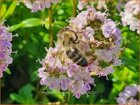 Thymus longicaulis 'Odoratus'