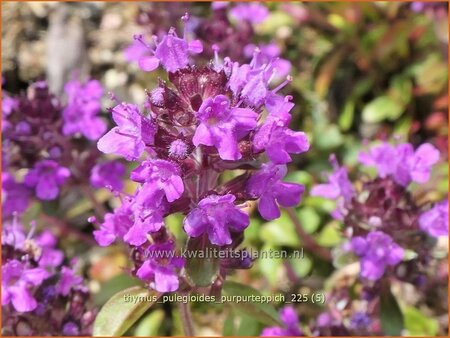 Thymus pulegioides 'Purpurteppich'