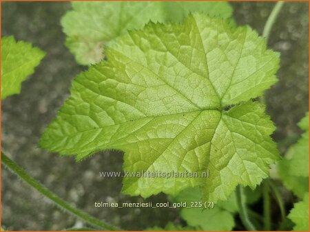 Tolmiea menziesii 'Cool Gold'