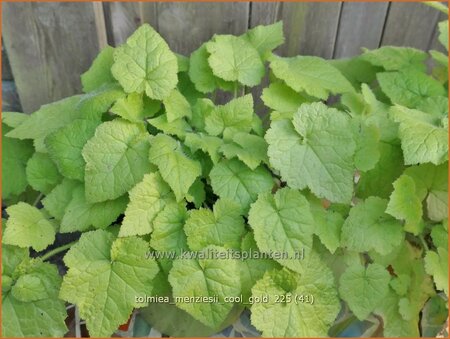 Tolmiea menziesii 'Cool Gold'