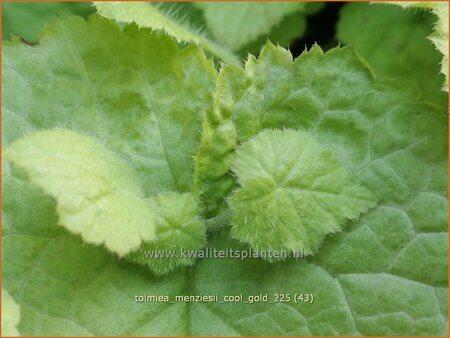 Tolmiea menziesii 'Cool Gold'