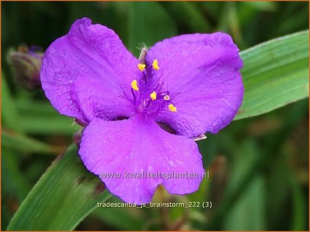 Tradescantia 'JS Brainstorm'