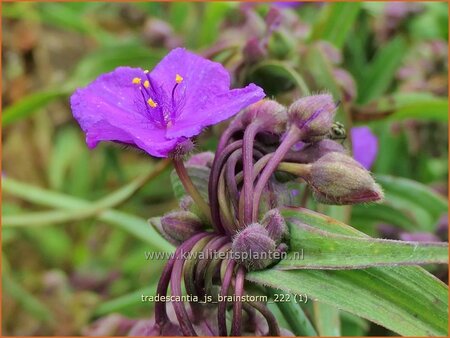 Tradescantia 'JS Brainstorm'