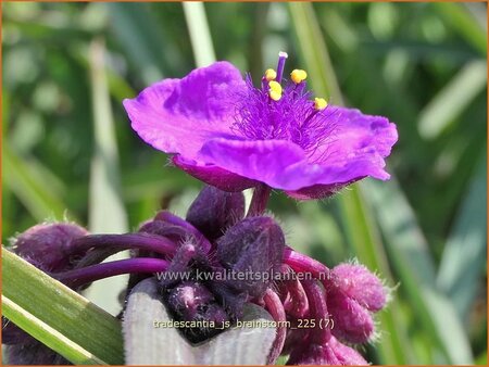 Tradescantia 'JS Brainstorm'