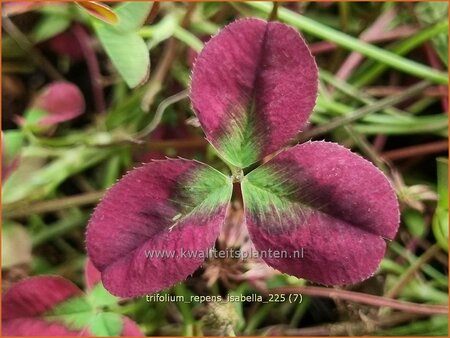 Trifolium repens 'Isabella'