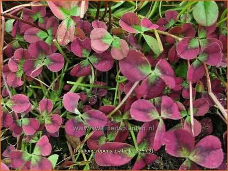Trifolium repens 'Isabella'