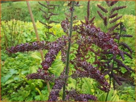 Veratrum nigrum