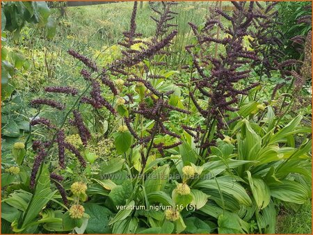 Veratrum nigrum