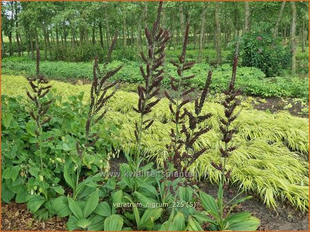 Veratrum nigrum