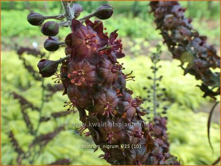 Veratrum nigrum