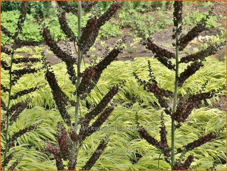 Veratrum nigrum