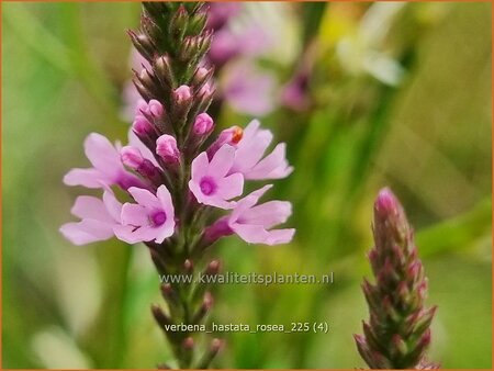Verbena hastata 'Rosea'