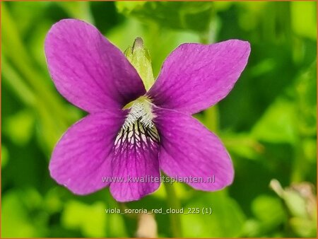 Viola sororia 'Red Cloud'