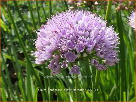 Allium senescens 'Silver Spreader'