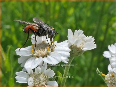 Achillea ptarmica