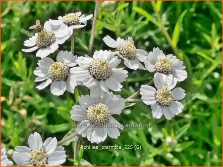 Achillea ptarmica