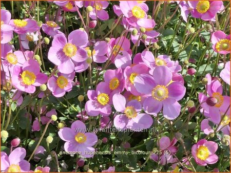 Anemone hupehensis 'Emmy Bicolour'