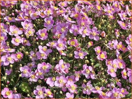 Anemone hupehensis 'Emmy Bicolour'