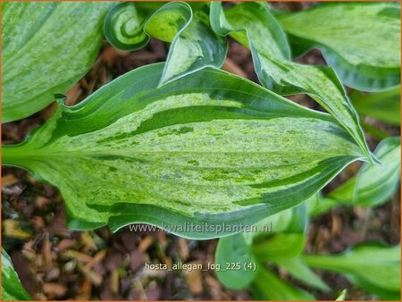 Hosta 'Allegan Fog'