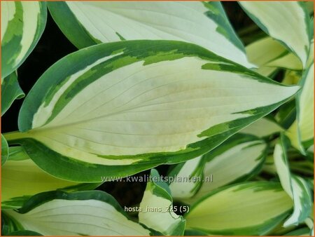 Hosta 'Hans'