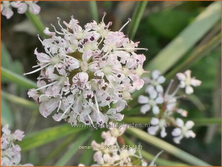 Oenanthe crocata