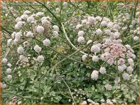 Oenanthe crocata