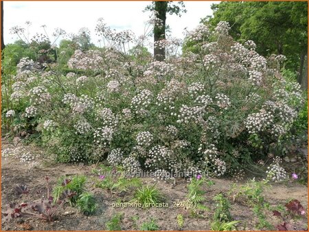 Oenanthe crocata