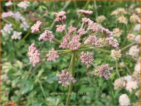 Oenanthe crocata