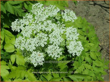 Pleurospermum camtschaticum