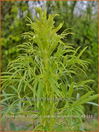 Helleborus foetidus 'Yellow Wilgenbroek'