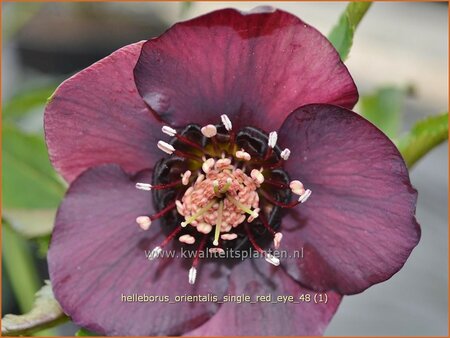 Helleborus orientalis 'Single Red Eye'