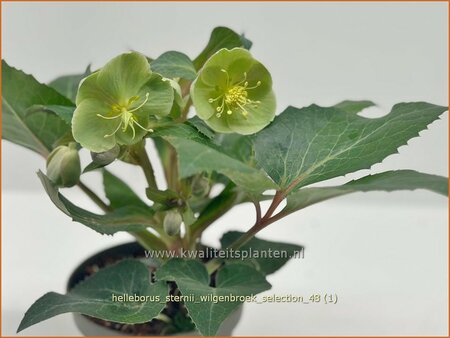 Helleborus sternii 'Wilgenbroek Selection'