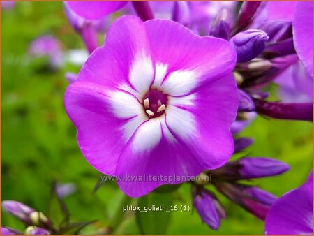Phlox amplifolia 'Goliath'