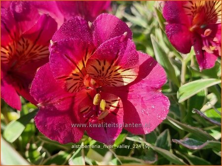 Alstroemeria 'River Valley' (pot 11 cm)