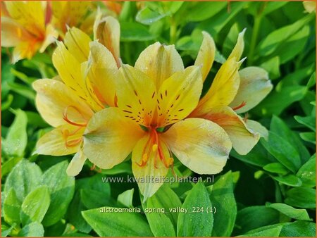 Alstroemeria 'Spring Valley' (pot 11 cm)