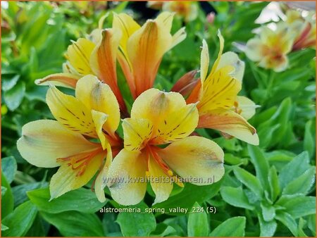 Alstroemeria 'Spring Valley' (pot 11 cm)