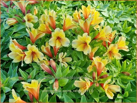 Alstroemeria 'Spring Valley' (pot 11 cm)