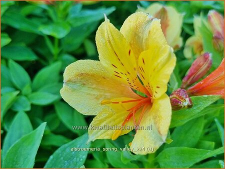 Alstroemeria 'Spring Valley' (pot 11 cm)