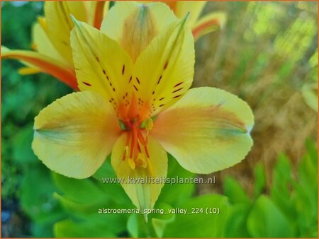Alstroemeria 'Spring Valley' (pot 11 cm)