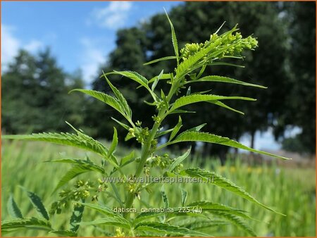 Datisca cannabina (pot 11 cm)